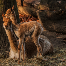 Two, young, lame, llama