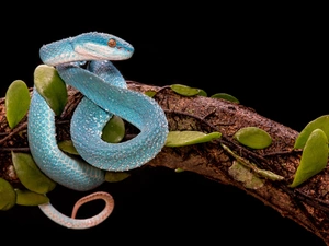 Lod on the beach, Leaf, viper, Trimeresurus albolabris insularis, Blue