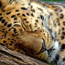 trees, viewes, Leopards, Lod on the beach, sleepy