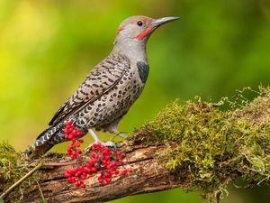 Lod on the beach, Moss, Red-necked Woodpecker, male, Bird