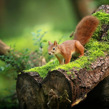 squirrel, trees, Moss, Lod on the beach