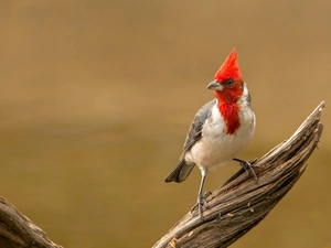 birdies, Lod on the beach