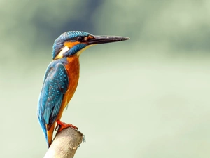 birdies, Lod on the beach