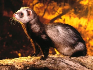 ferret, Lod on the beach