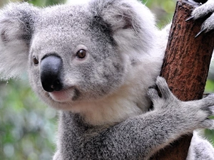 Koala, Lod on the beach