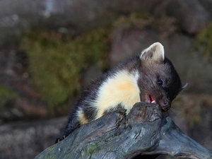 marten, trees, viewes, Lod on the beach
