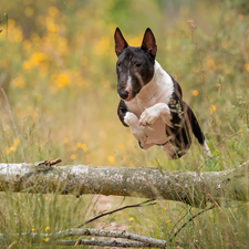 trunk, log, Bulterier, jump, dog