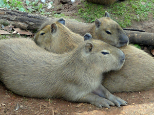 log, Three, capybara