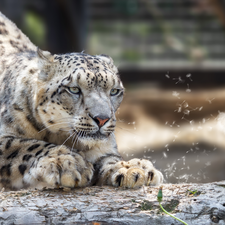 dandelion, snow leopard, log