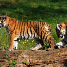 log, grass, young, tigress, Two cars