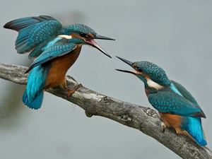 Two cars, kingfishers, branch, Birds on the log