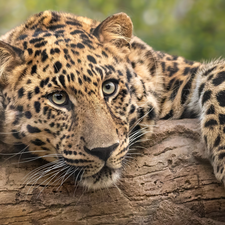 log, Resting, Leopards