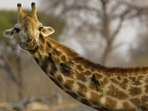 Birds on the log, giraffe, neck