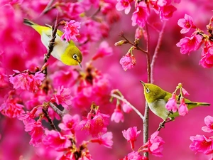 Two cars, Pink, Flowers, Birds on the log