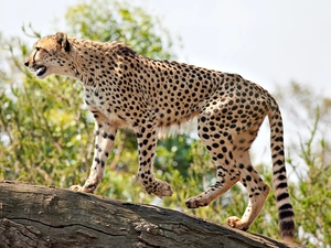 log, Cheetah, spots