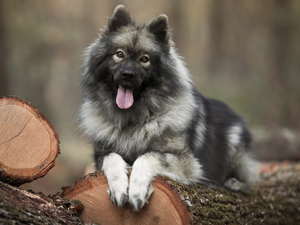dog, Logs, Wood, Rurasier Spitz