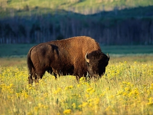 lonely, Bison