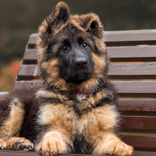 dog, Puppy, Bench, Long Haired German Shepherd