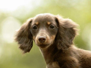 long-haired Dachshund