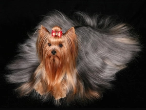 hair, Yorkshire Terrier, long