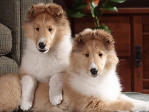 Collies Longhair, Two cars, young