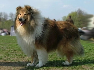 Longhaired, Collie