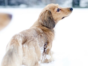 dachshund, winter, snow, Longhaired