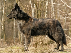 Longhaired, Dutch Shepherd