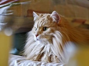 Longhaired, cat, siberian