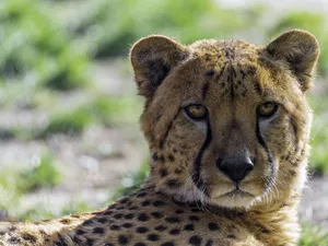 Drapieżnik, Cheetah, The look