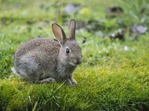 grass, Rabbit, The look
