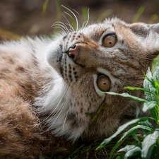 Plants, Lynx, The look