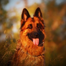 dog, Tounge, The look, German Shepherd