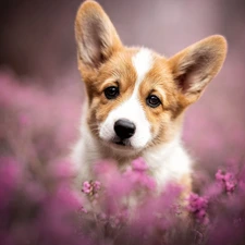 Puppy, heathers, The look, Welsh corgi pembroke