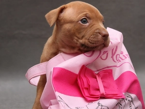 Puppy, small, bag, Loop, Pink, Brown