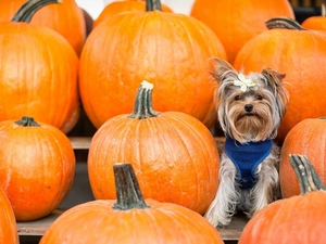 pumpkin, Yorkshire Terrier, Loop