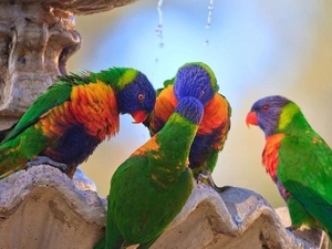 lorikeets Mountain