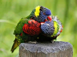Lorikeets, Two, Parrots