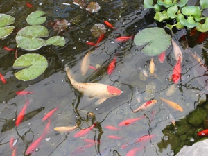 Pond - car, Leaf, lotus