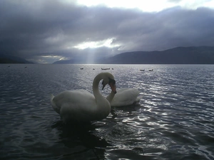 love, Swan, lake