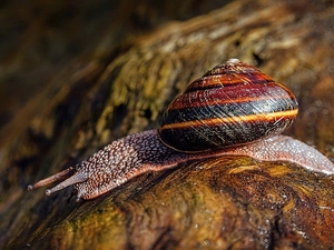 ligh, sun, blur, flash, shadow, snail, Stones, luminosity