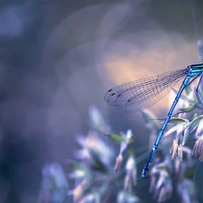 dragon-fly, Blue, The herb, Flowers, luminosity, Bokeh, sun, flash, ligh