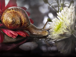 ligh, snail, flash, luminosity, sun, Flowers
