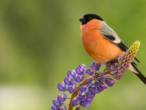 lupine, birdies, Gil