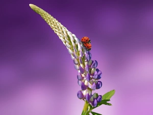 lupine, ladybugs