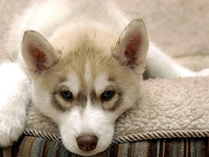 Blanket, Puppy, Husky, lying