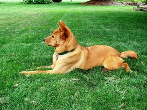 Finnish Spitz, ginger, lying