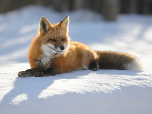 ginger, Fox, snow, lying