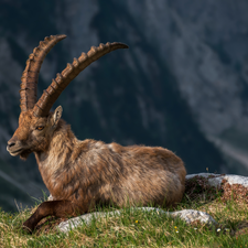 lying, ibex