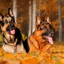 German Shepherds, Leaf, lying, Dogs, Two cars